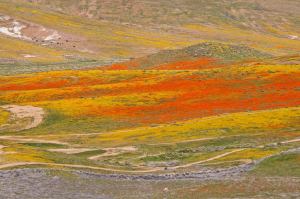 love happiness flowers