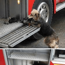 Friday, smiles, fun friday, dog, puppies