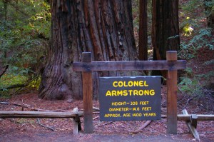 Armstrong tree