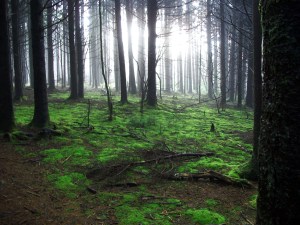 The summit of Mt. Unaka