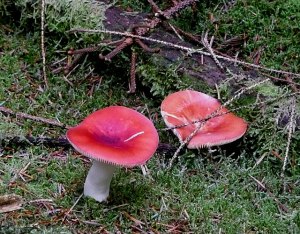 toadstool 2