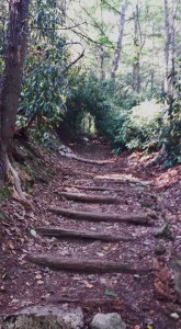 The green tunnel in PA