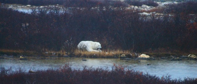 fix polar bear hotel pond 2 yawn z