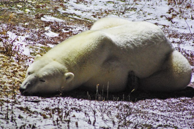 fix bear laying hotel z