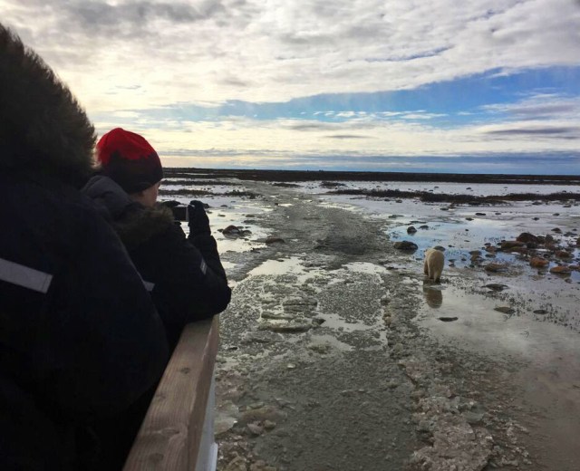 fix bear with rover drew