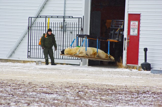 fix polar bear fly 1