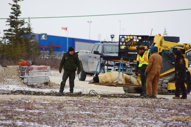 fix polar bear fly 2