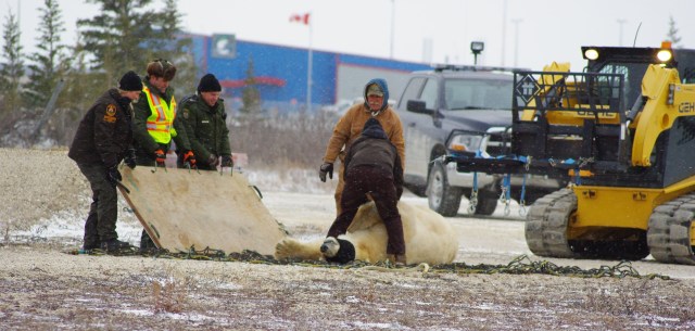 fix polar bear fly 3