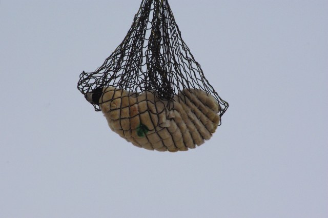 fix polar bear fly 5