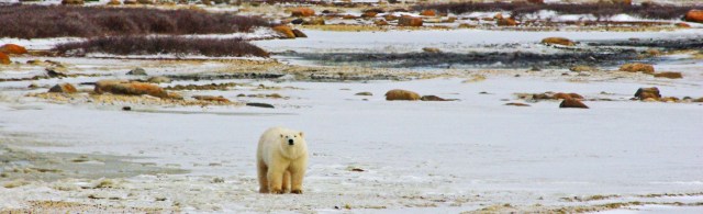 fix polar bear girl z