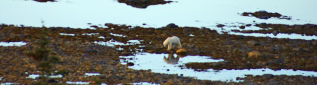 fix polar bear reflect z