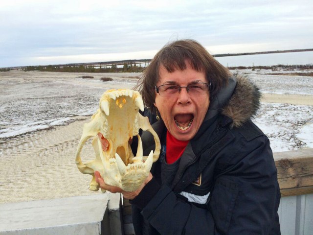 fix polar bear skull image