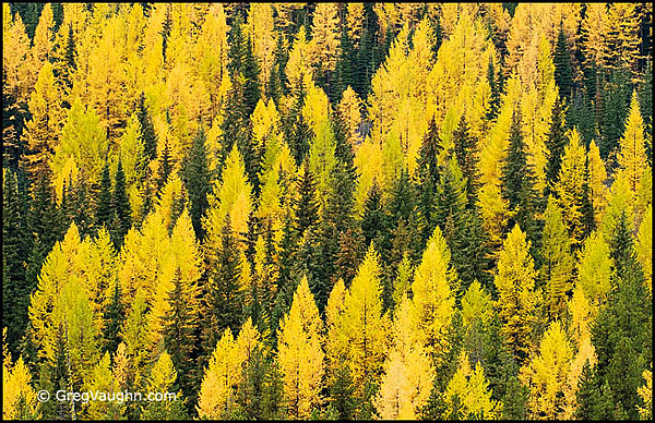 Western Larch Trees in Autumn at Sherman Pass, Colville National Forest, northeast Washington.
