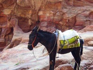 The poor donkey that carried me to the Monastery