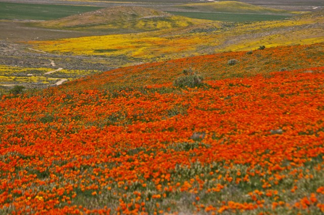 happiness, flowers, poppies