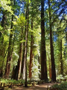 hike, hiking, Armstrong Woods