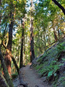 hike, hiking, armstrong woods