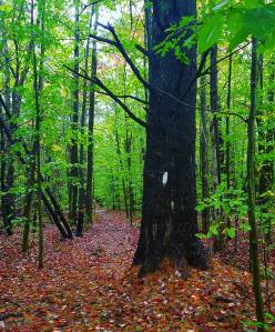 Appalachian Trail, hiking, happiness