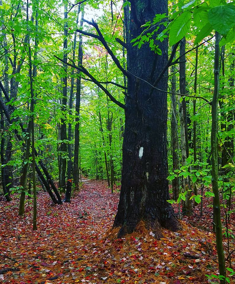 Appalachian Trail, hiking, happiness
