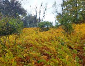 Appalachian Trial, hiking, happiness