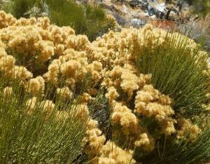 hiking, PCT, happiness