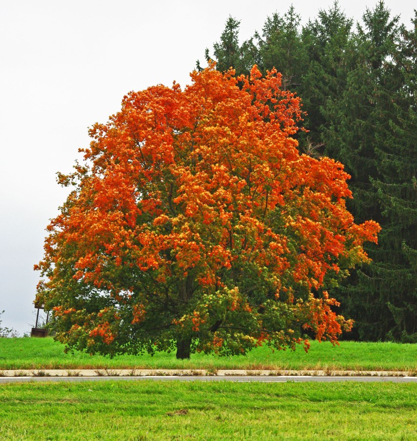 fall, autumn, photography