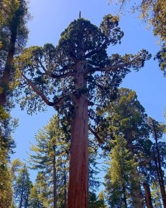 redwood tree hiking trail