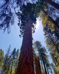 redwood tree hiking trail
