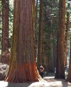 redwood trees, hiking