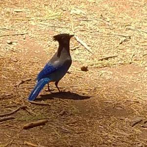 redwood tree hiking trail