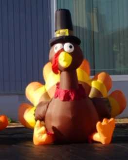 turkey, thanksgiving