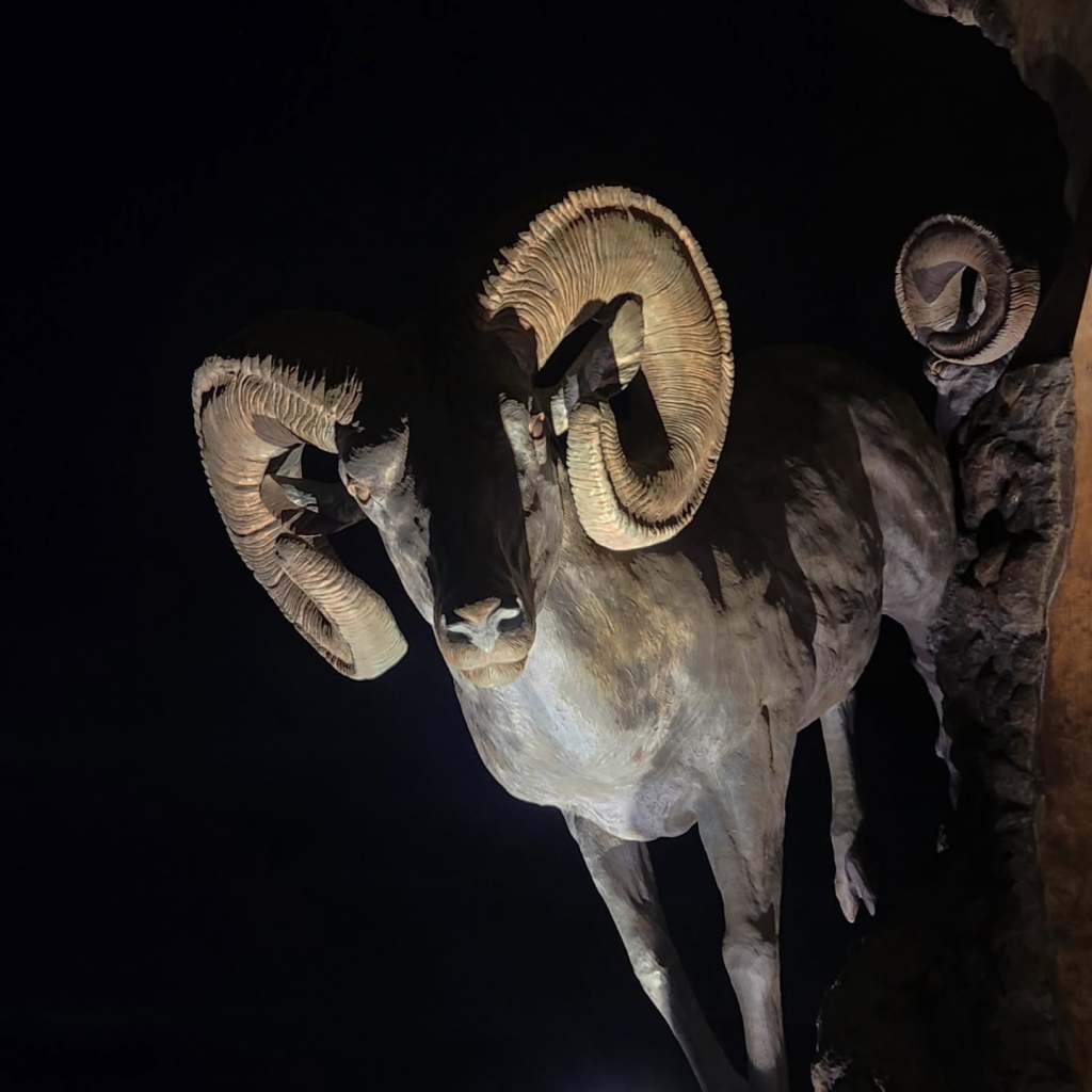 A mounted trophy of a ram with large, curved horns, positioned in a dark setting.